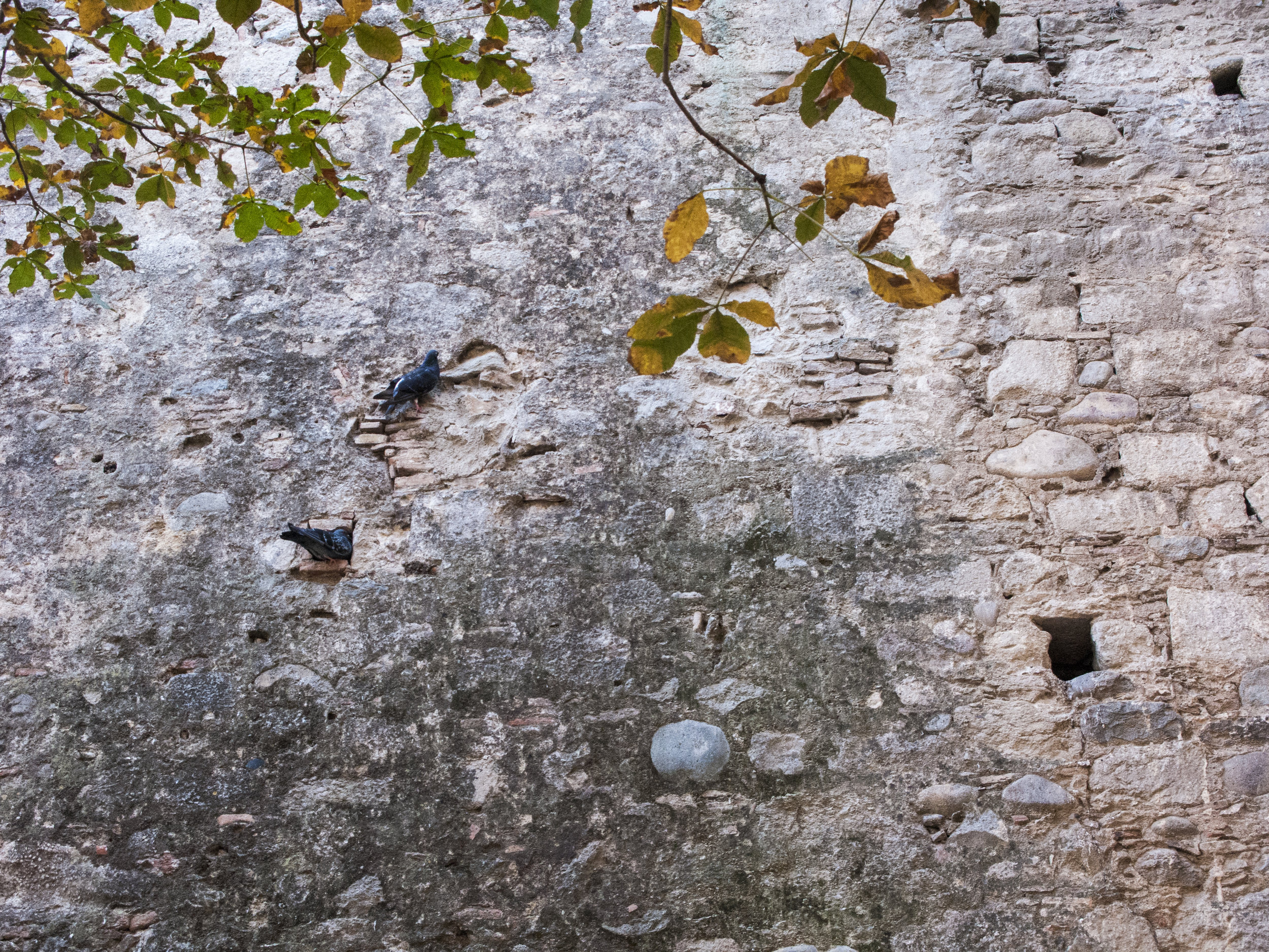 Pigeons Girona