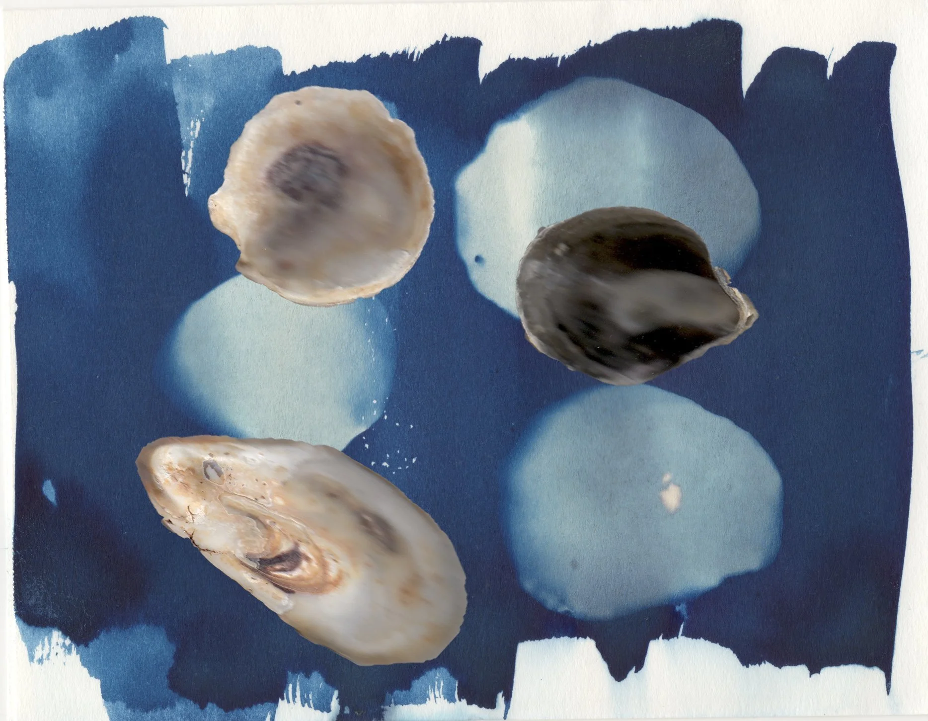 2x NewThree Oyster Shells copy.jpg