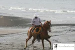 elcocobeach.pdctope2012.042..jpg