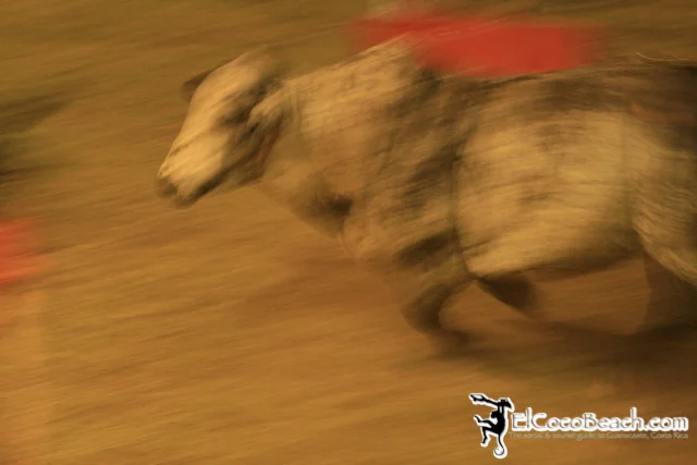 elcocobeach.pdcfestival2012.041..jpg