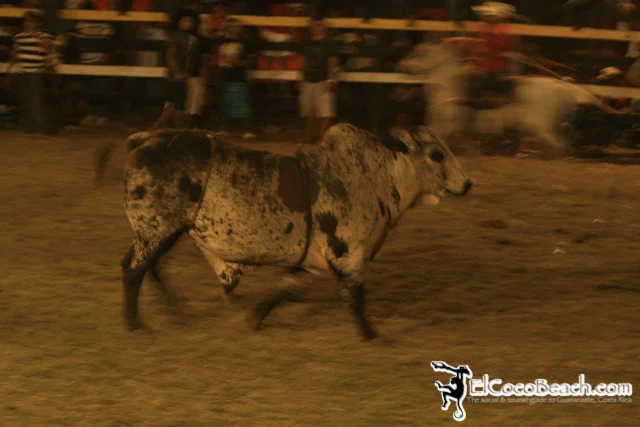 elcocobeach.pdcfestival2012.042..jpg