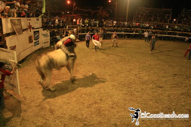 elcocobeach.pdcfestival2012.048..jpg