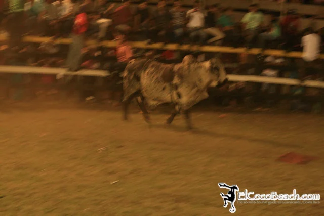 elcocobeach.pdcfestival2012.034..jpg