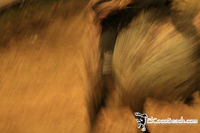 elcocobeach.pdcfestival2012.032..jpg