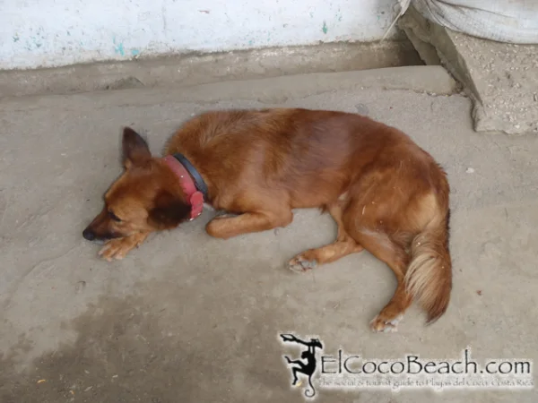 perrosdelcoco.05.elcocobeach.jpg