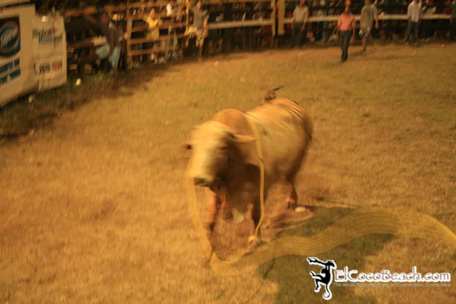 elcocobeach.pdcfestival2012.129..jpg