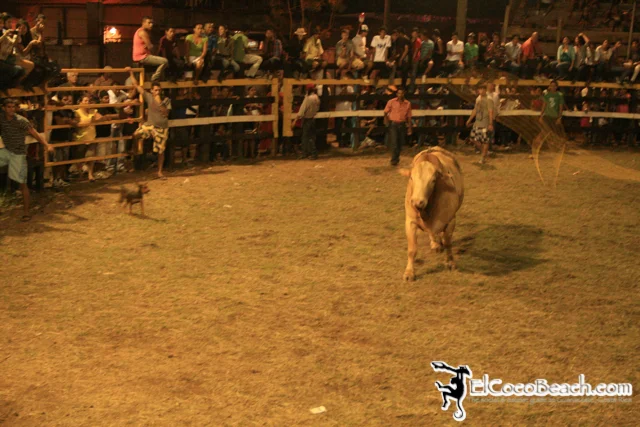 elcocobeach.pdcfestival2012.128..jpg