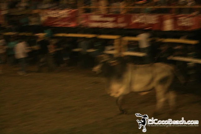 elcocobeach.pdcfestival2012.167..jpg