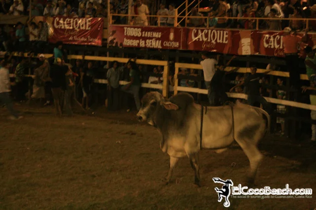 elcocobeach.pdcfestival2012.170..jpg