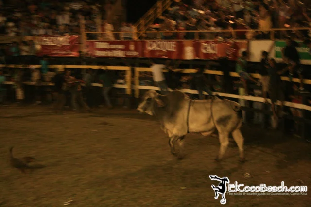 elcocobeach.pdcfestival2012.160..jpg