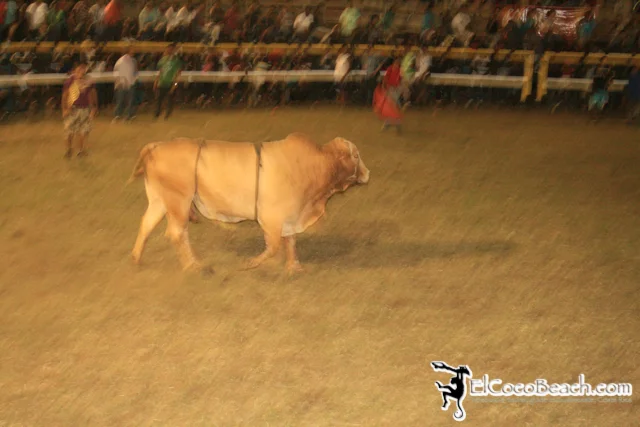 elcocobeach.pdcfestival2012.114..jpg