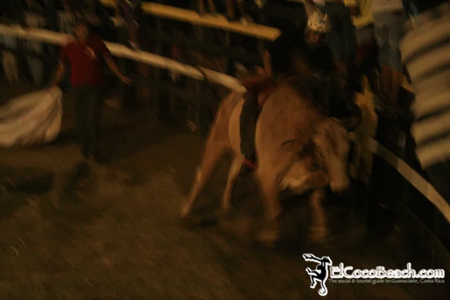 elcocobeach.pdcfestival2012.101..jpg
