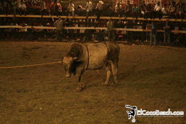 elcocobeach.pdcfestival2012.073..jpg