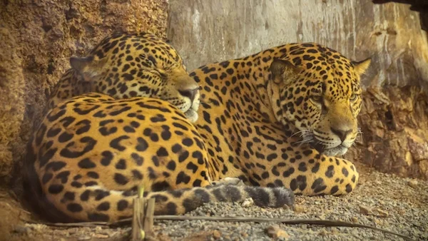 Diamante Animal Sanctuary