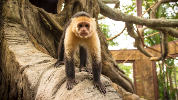Diamante Animal Sanctuary