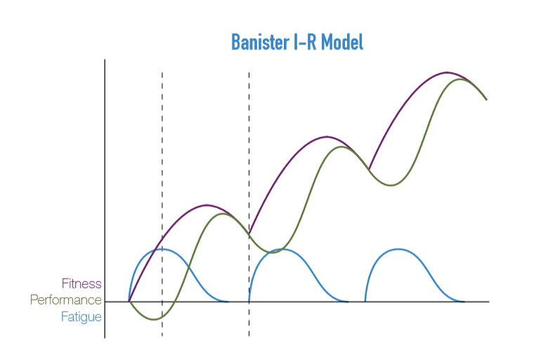 How Do Our Bodies Really Adapt?