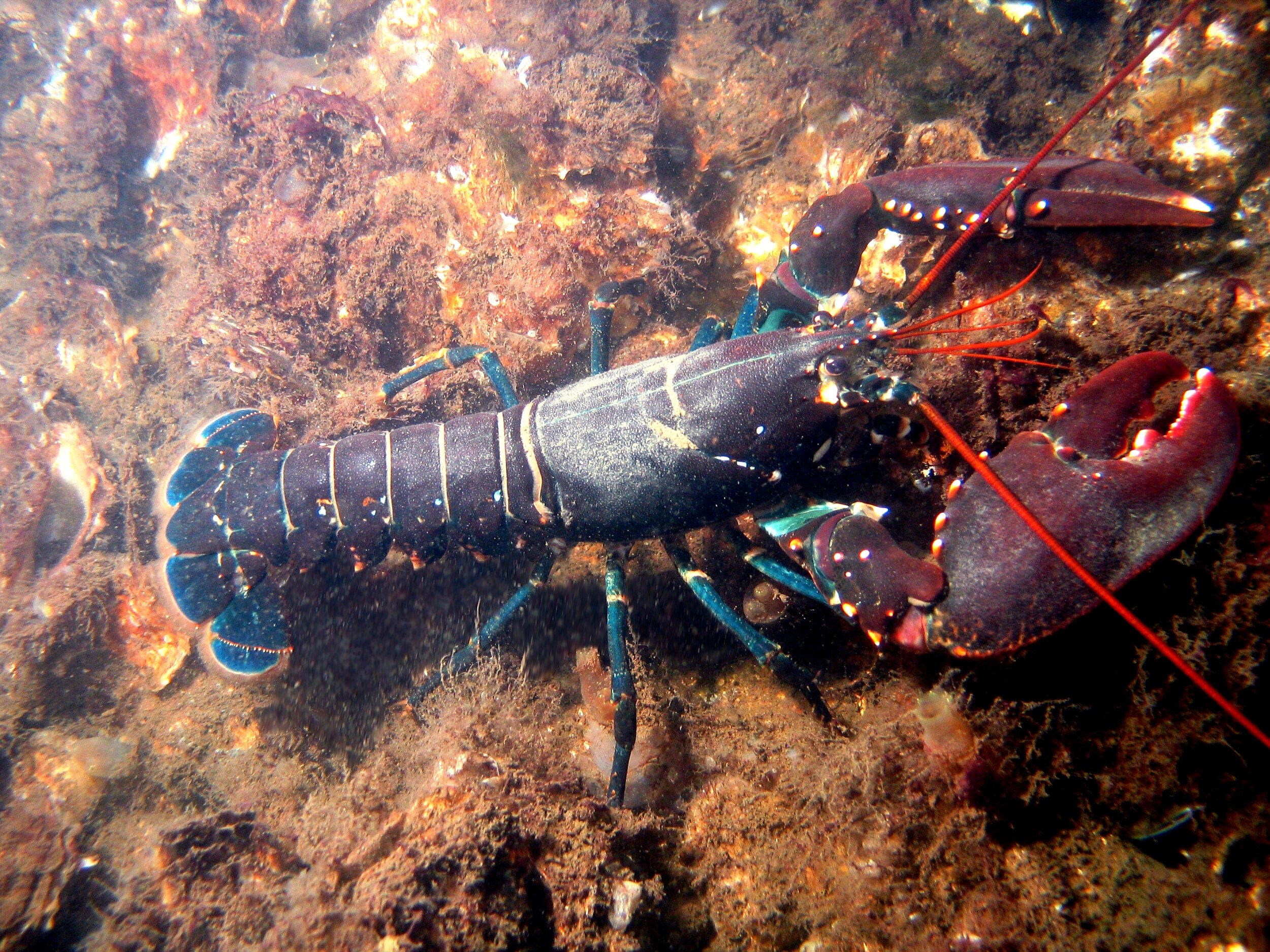 A Human Is Not A Lobster