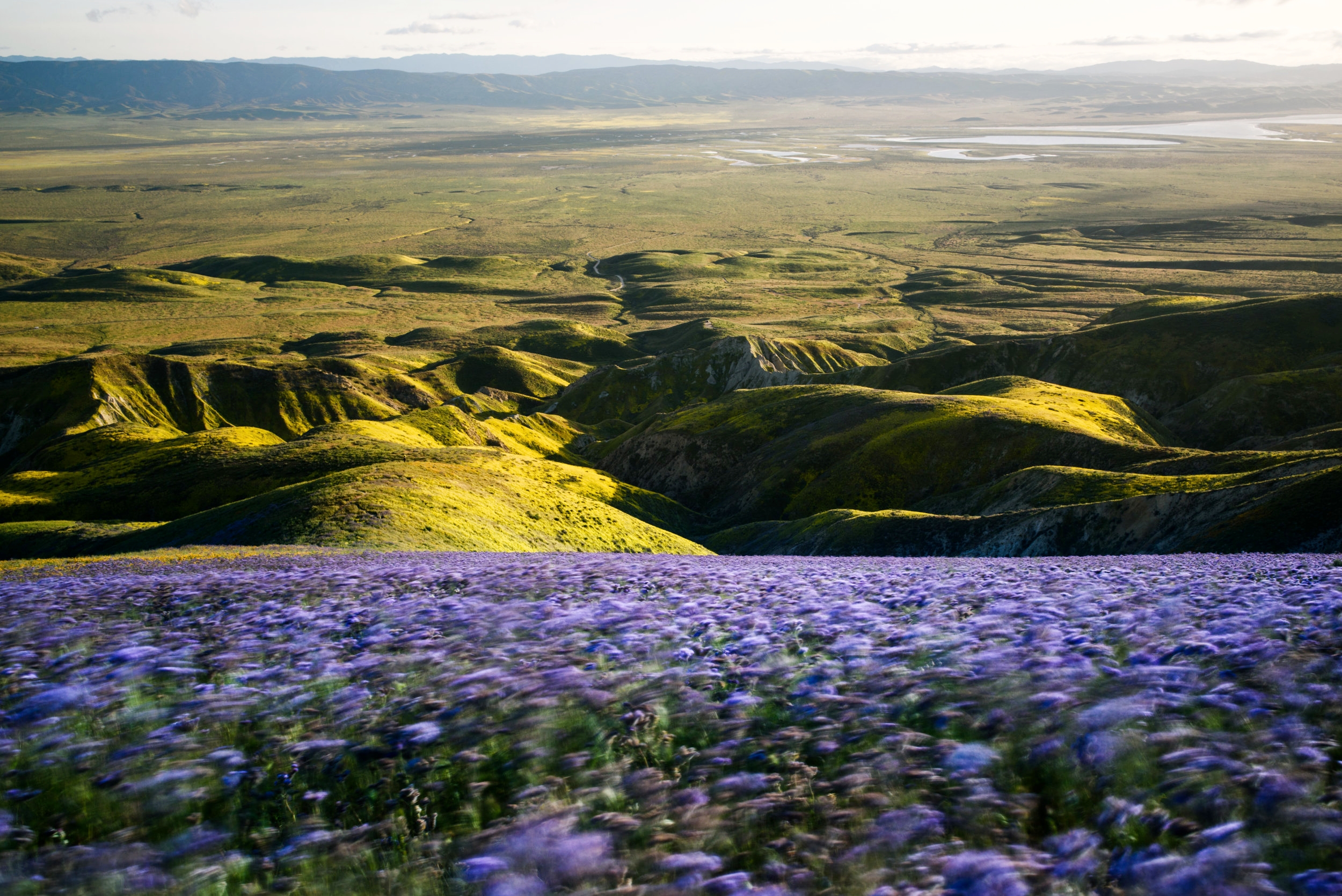 Long exposure of wildflowers on Carrizo Plain