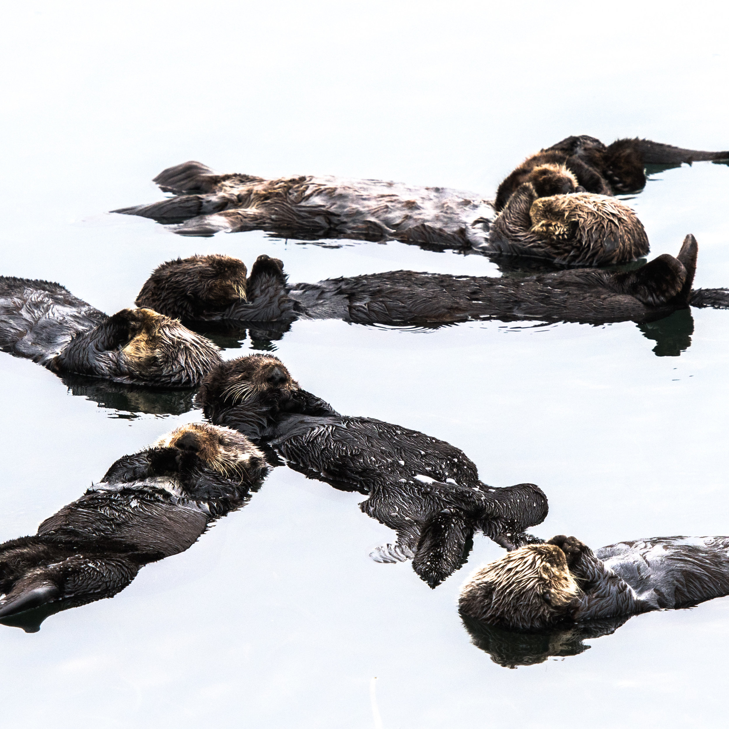 Sea Otters in a Milk Sea