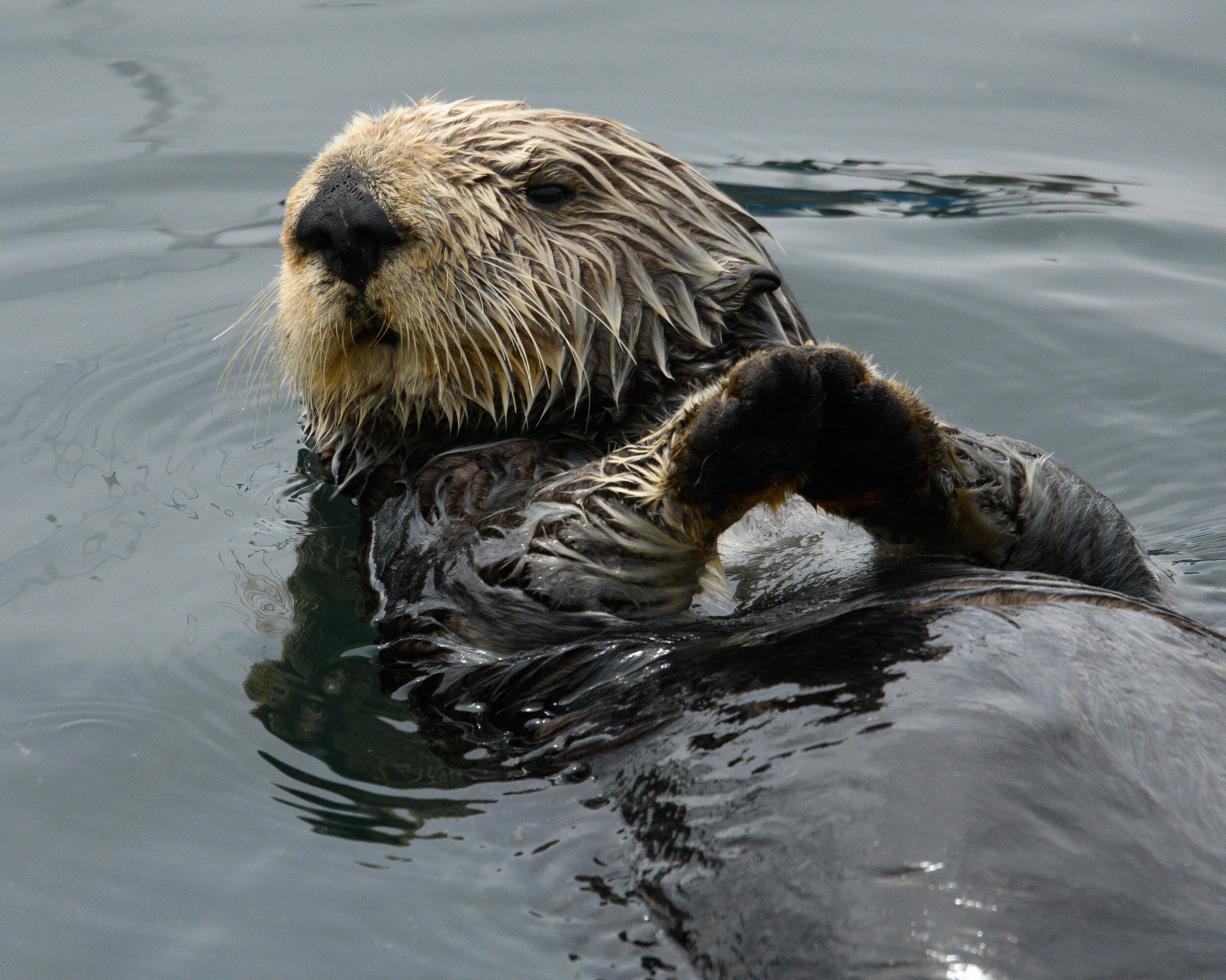 Female Sea Otter