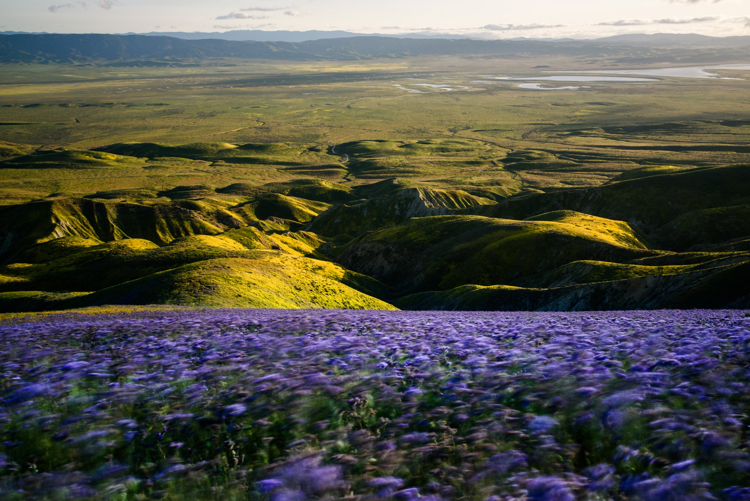 Long exposure of wildflowers on Carrizo Plain