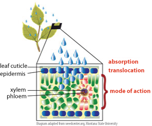 Rainfast Herbicide Chart