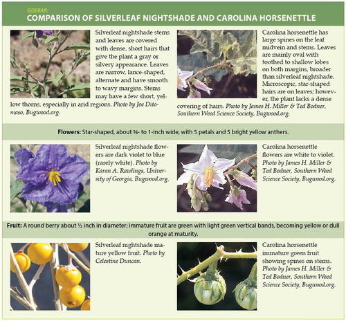 Managing Invasive Nightshades Horsenettles In Natural Areas And Pastures Techline Invasive Plant News