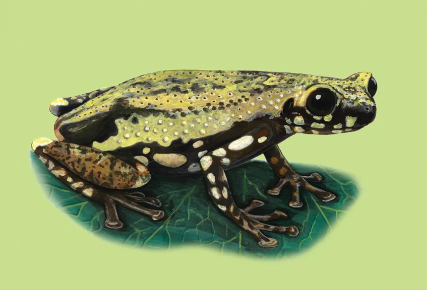 Ruthven's frog copy.jpg