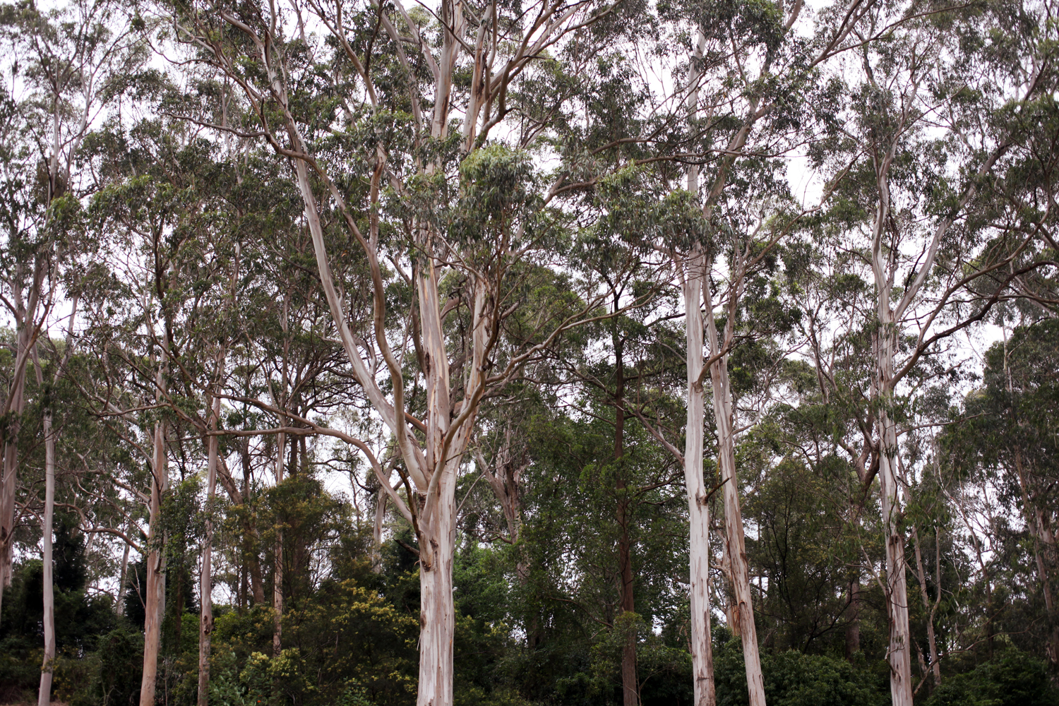 euc trees.jpg