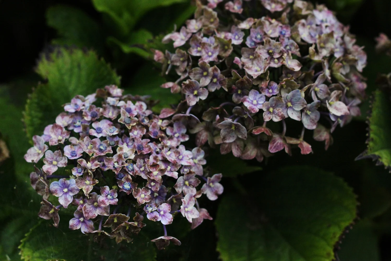 Hydrangea.jpg