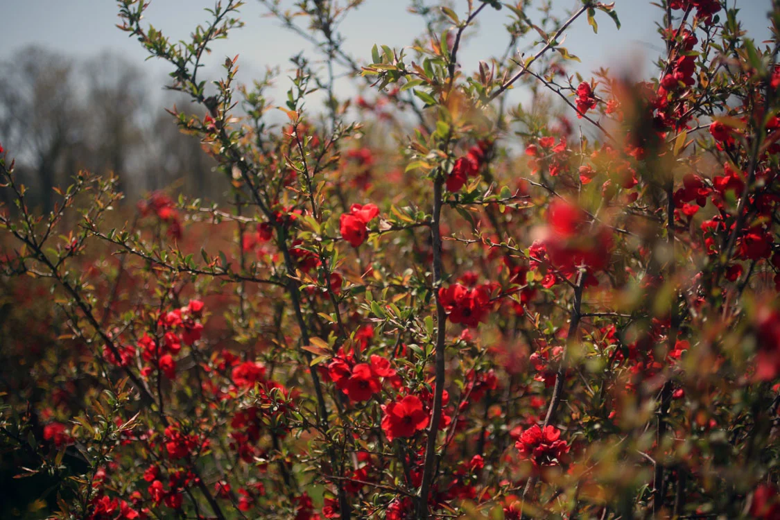 red_quince.jpg