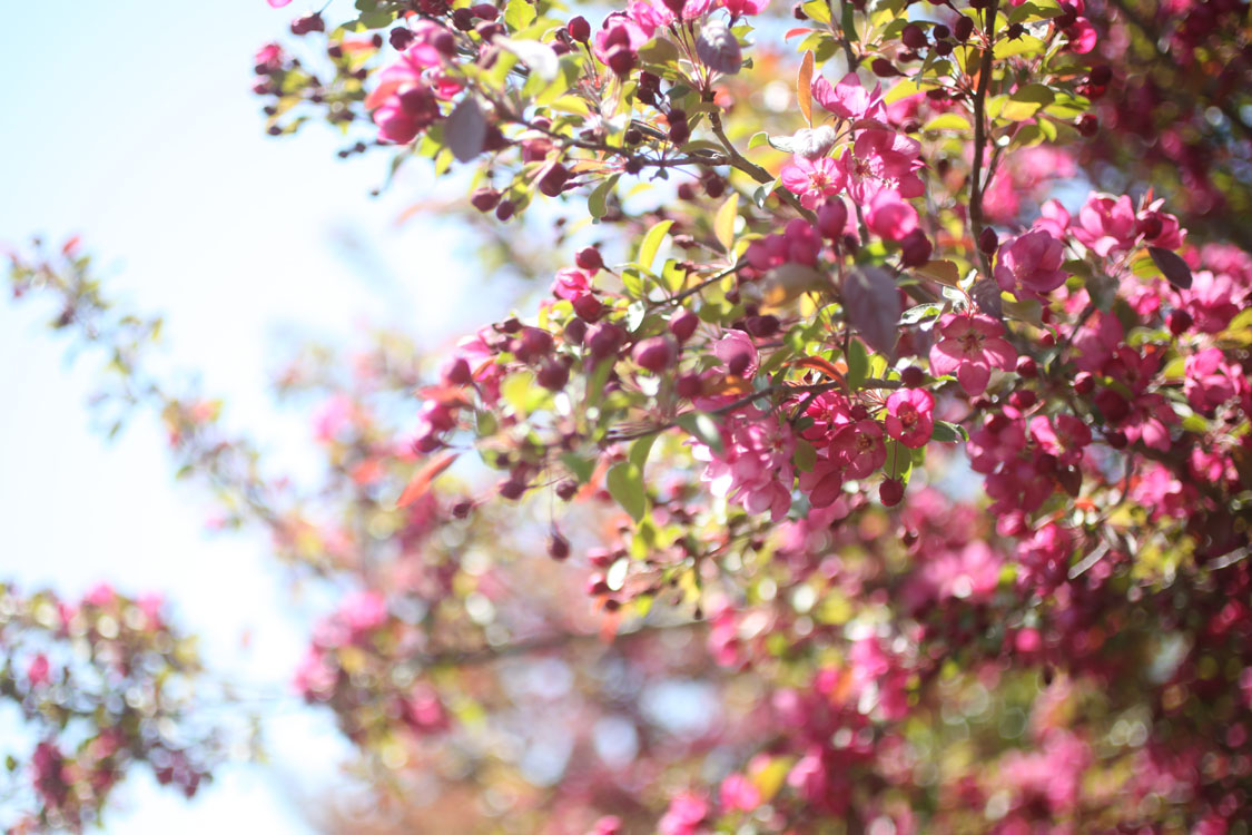 pink_crabapple.jpg