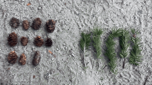 pinecones.gif