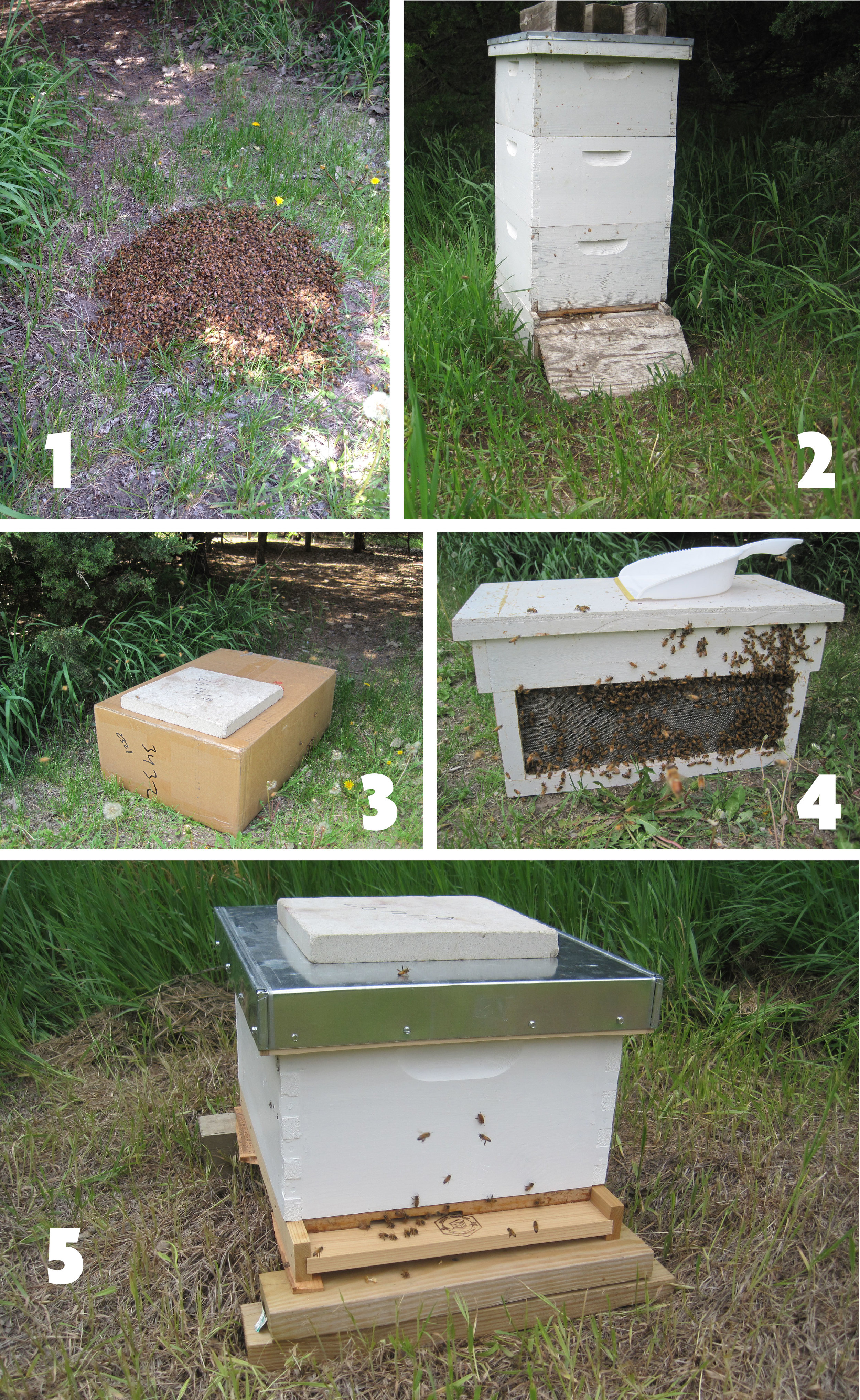 Bee Pic Layout-01.jpg