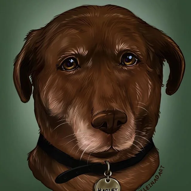 Dog portrait