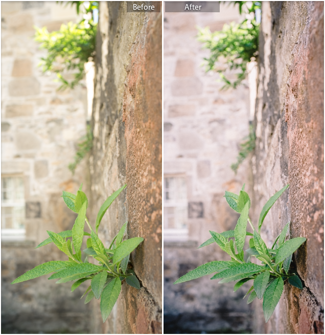 Apricot I (Before & After)