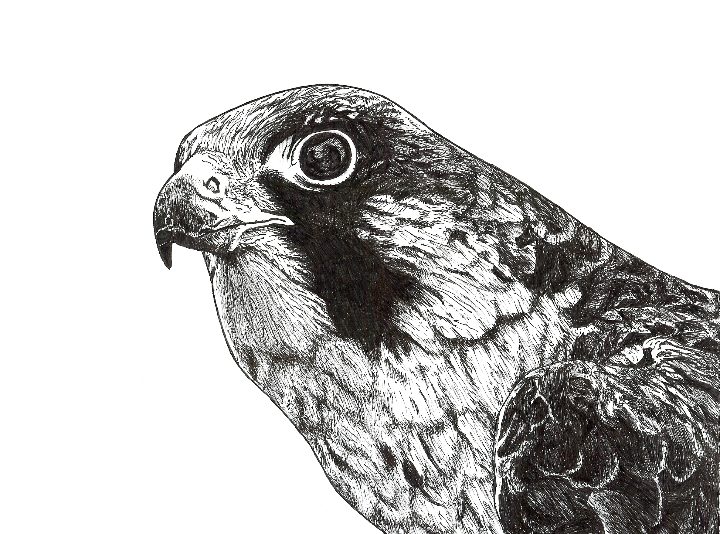 Falcon.png