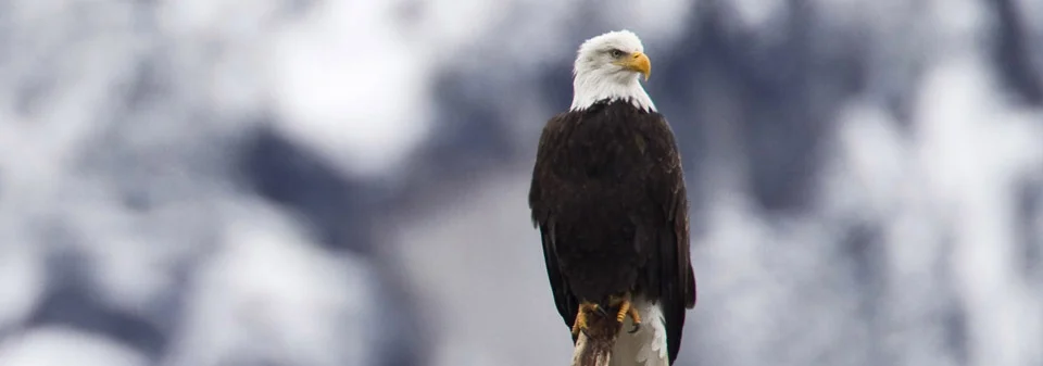 squamish_eagle.jpg