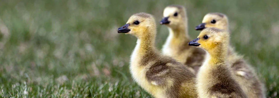 ducklings1.jpg