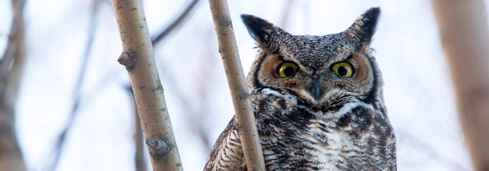 owl1.jpg