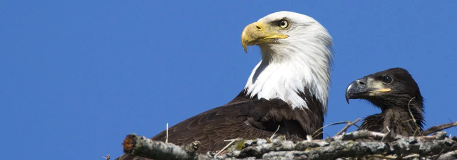 eagle1_thumb.jpg