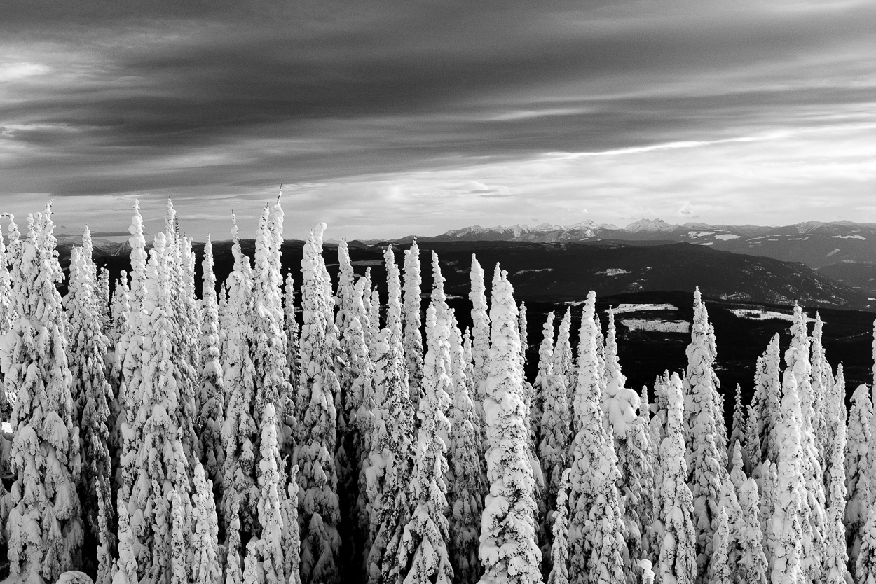 Snow covered trees at Silver Star Mountain Resort