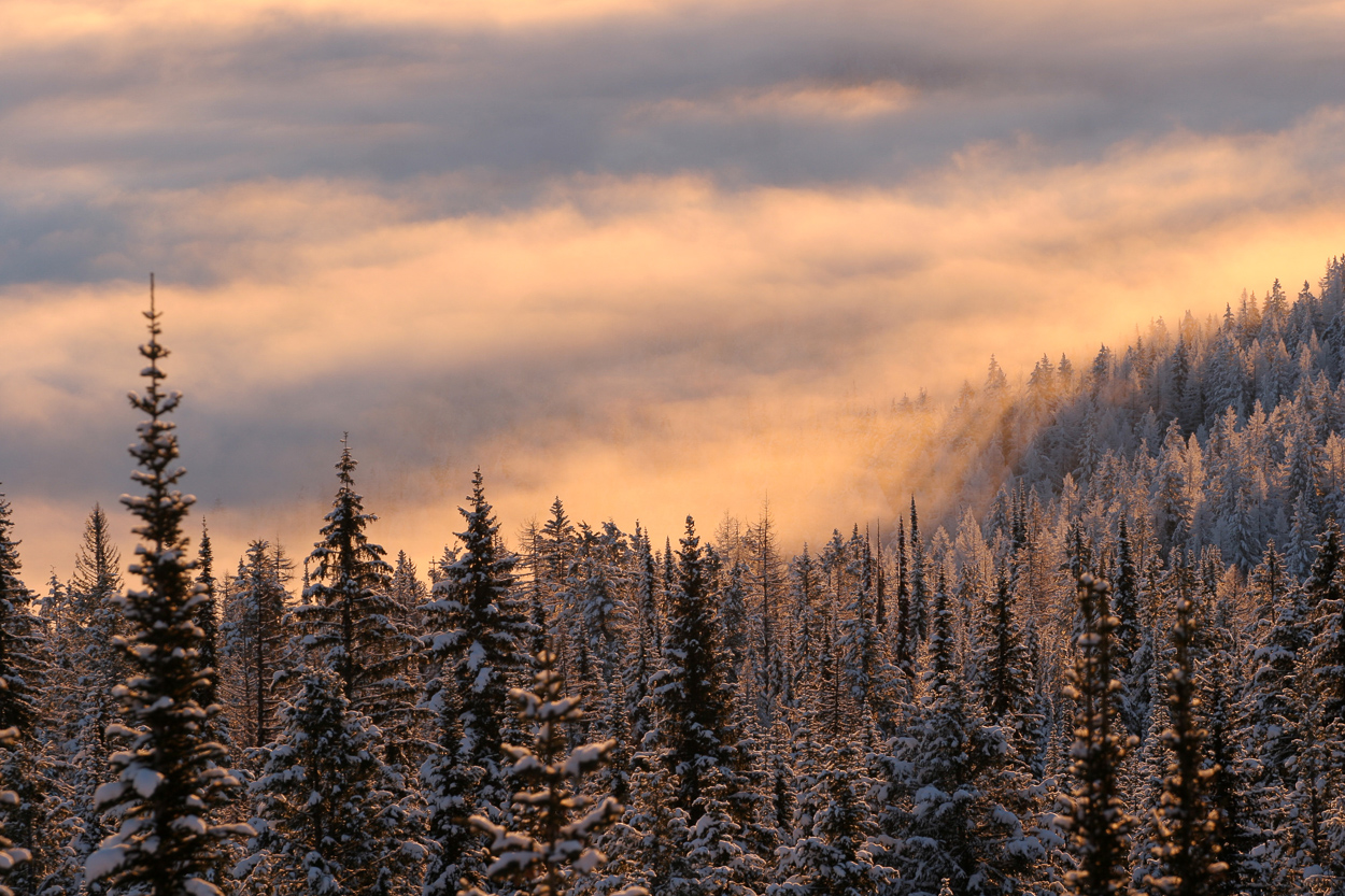 Snow covered trees near Silver Star Mountain Resort