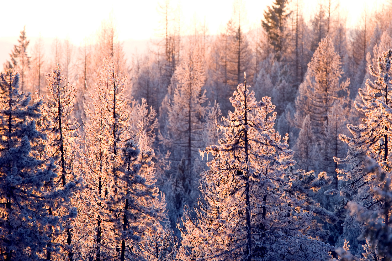 Snow covered trees at Silver Star Mountain