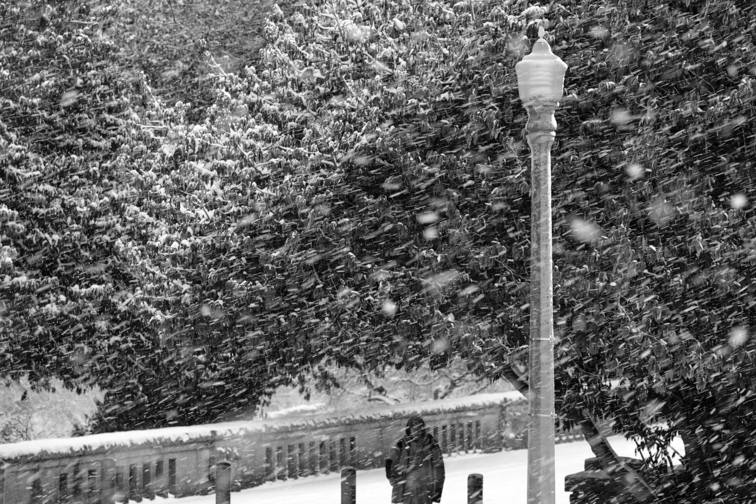 A snow storm hits Stanley Park in Vancouver. A man walks across the bridge to Coal Harbour