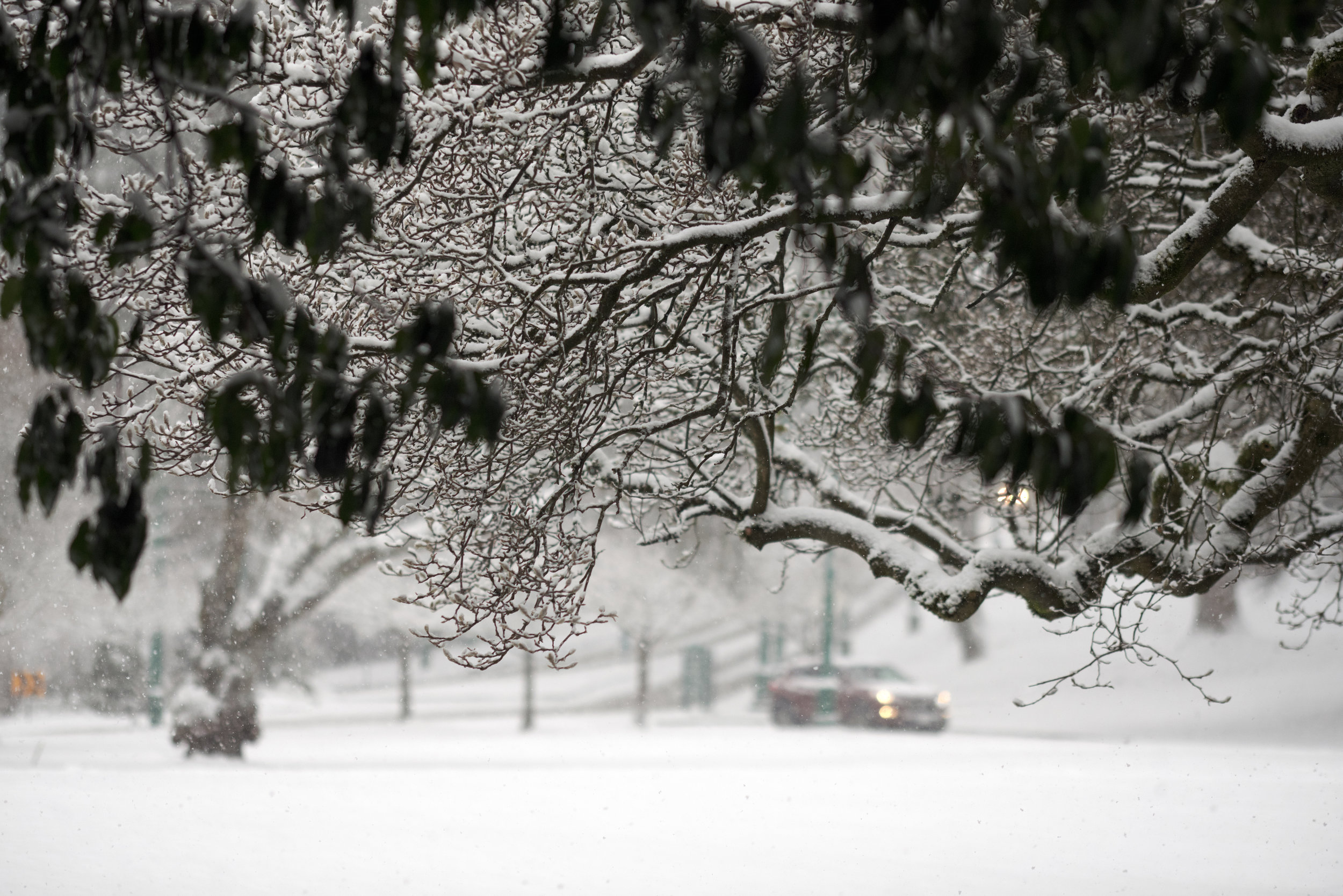 A snow storm hits Stanley Park in Vancouver. A car enters the park by Coal Harbour