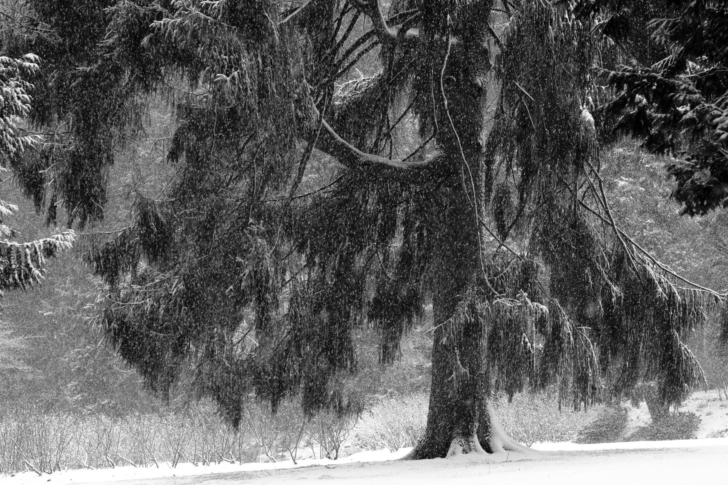 A snow storm hits Stanley Park in Vancouver. A large tree in the park