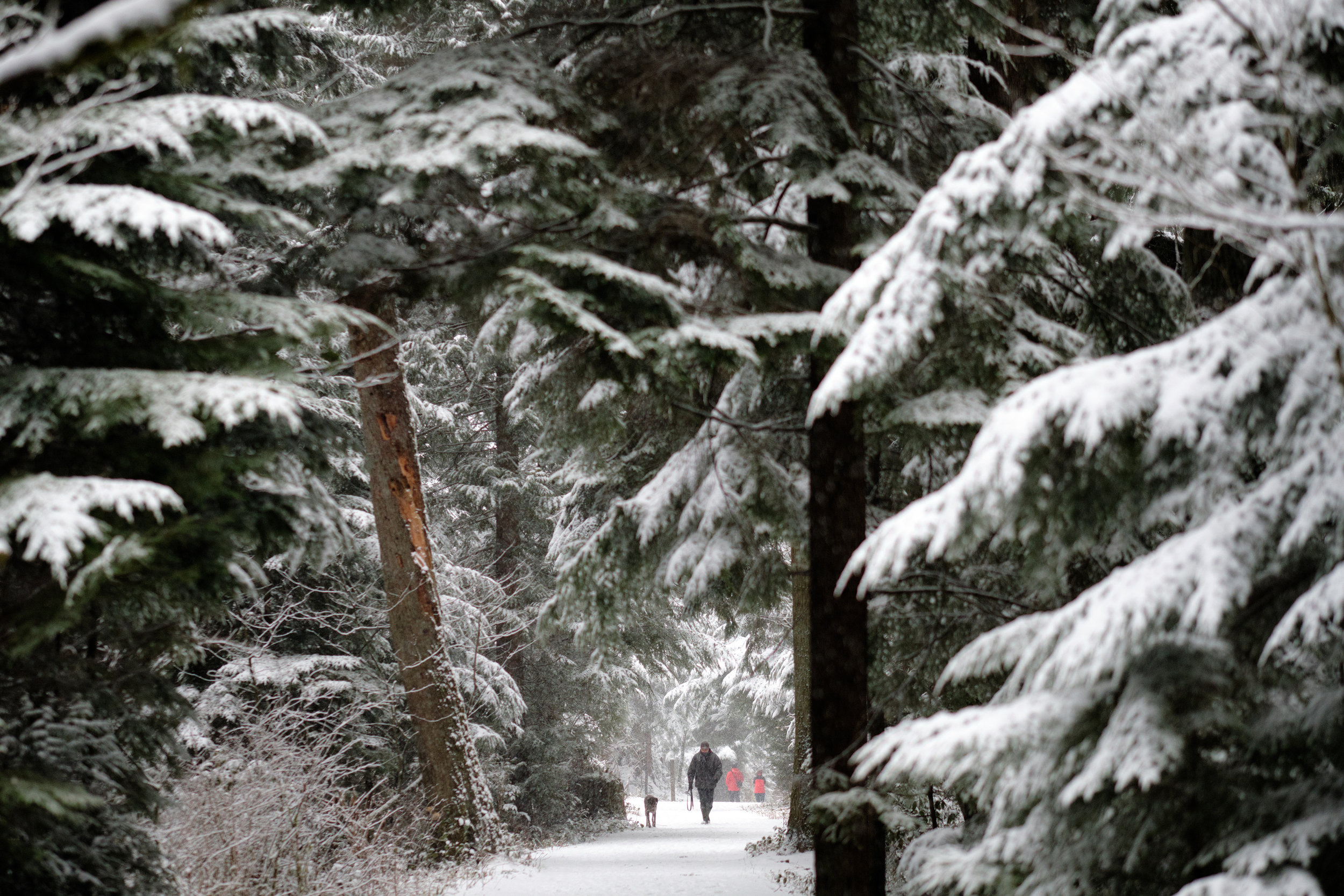 A man walks his dog in Stanley Park during a snow storm on February
