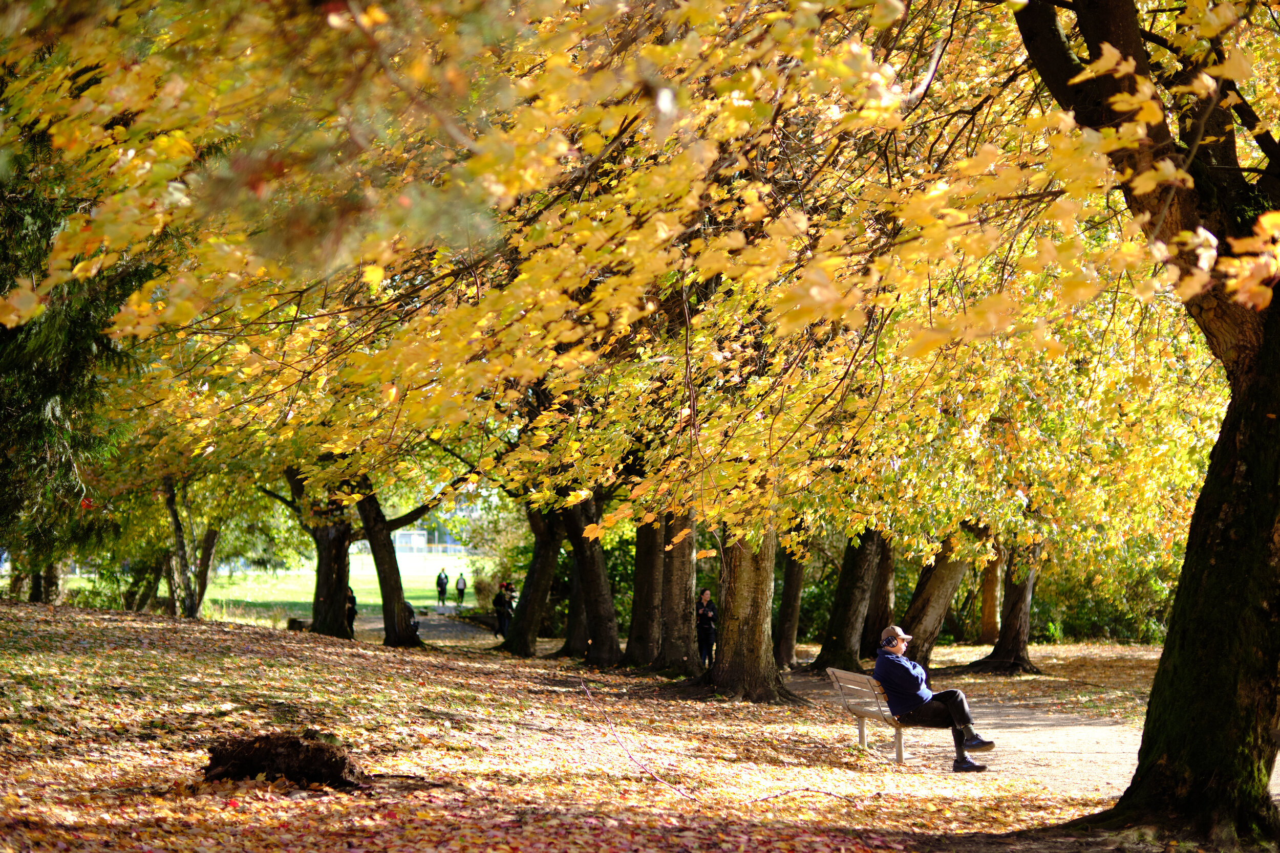 A man sits on a bench on a windy fall day in Trout Lake Park in Vancouver. Sample image from a Fujifilm XF 50mm f/1 R WR