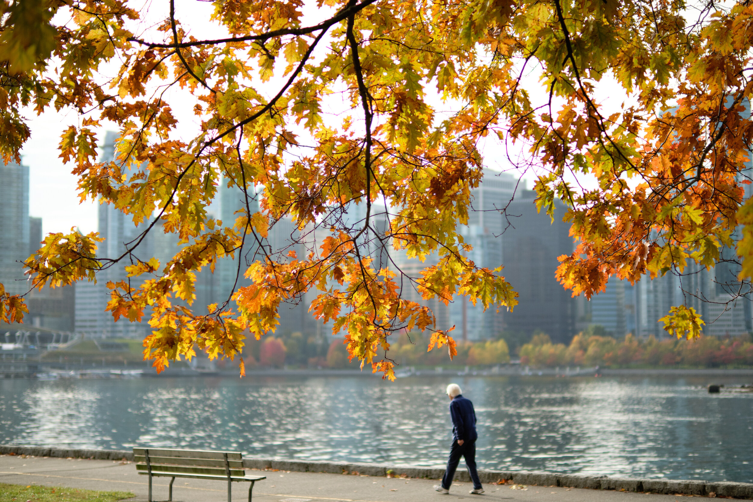 A man takes a walk along the Stanley Park Seawall on beautiful fall day. Sample image from a Fujifilm XF 50mm f/1 R WR